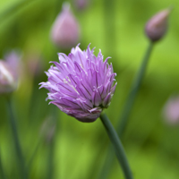 Übersicht über Termine für Qigong und Zazen im Frühjahr / Sommer 2015