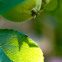 Vom Spätsommer zum Herbst – Qigong im Einklang mit den Jahreszeiten