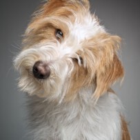 Das Jahr des Hundes