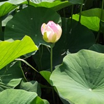 Qigong für Frauen – Einführungswochenende