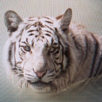 Das Jahr des Tigers
