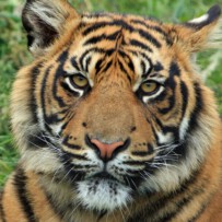Das Jahr des Tigers