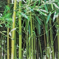 Qigong im Frühling – beweglich und gelassen